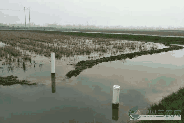 龙虾池有杂鱼怎么办(龙虾池除杂鱼用什么药)